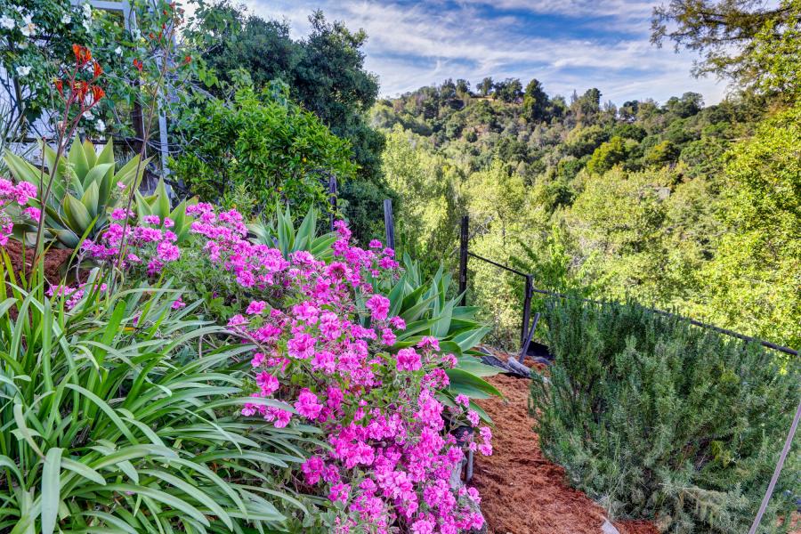337 Clorinda  flowers and view