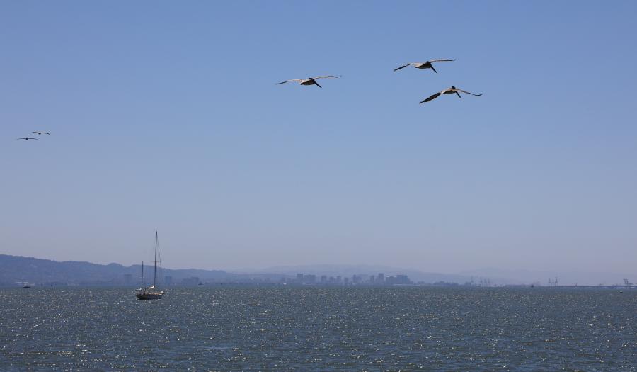 seagulls and the bay